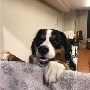 Meet your Posher, Susan